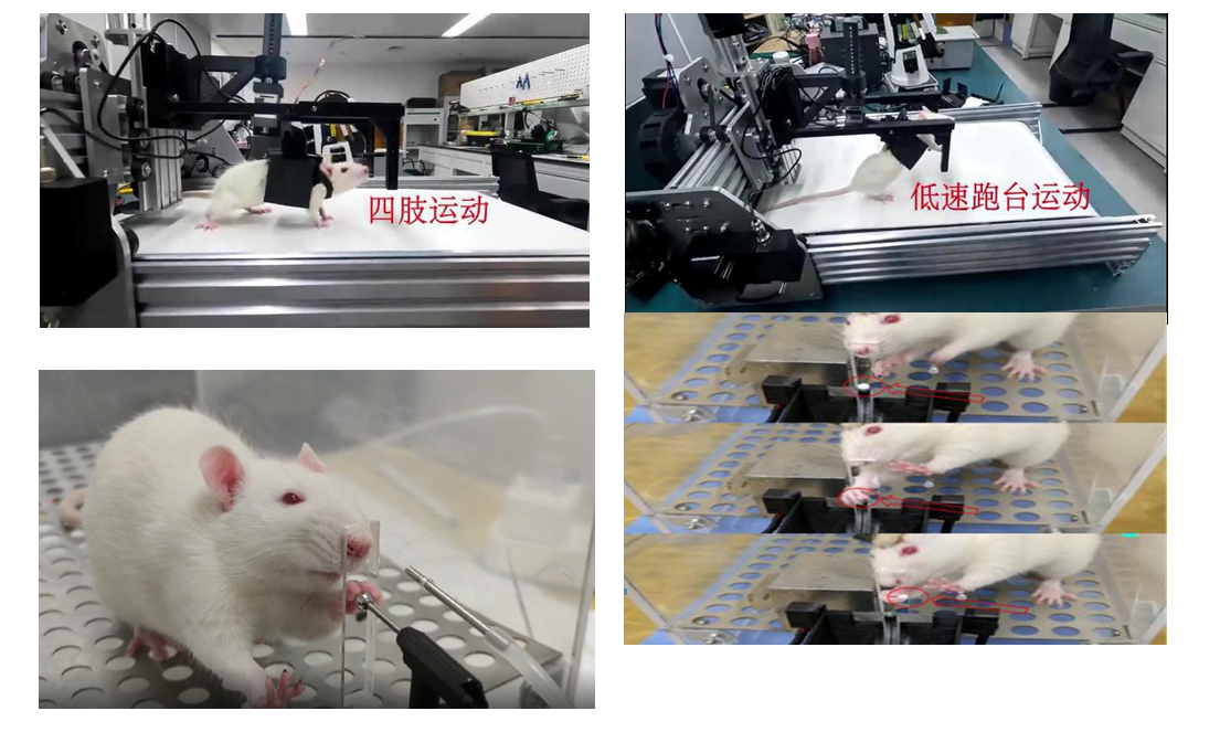 小動(dòng)物神經(jīng)損傷康復(fù)訓(xùn)練評(píng)估系統(tǒng)